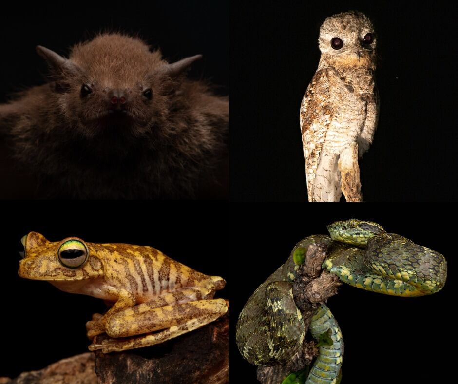 Fotos: cortesía de @mateogarciamejia