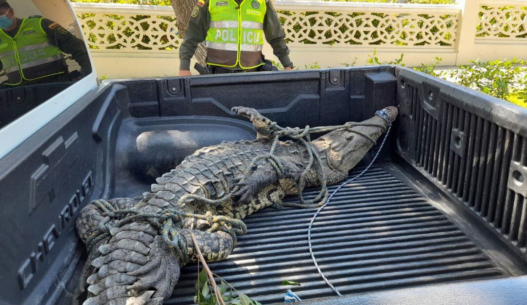 Caimán aguja rescatado en las playas de Puerto Velero.