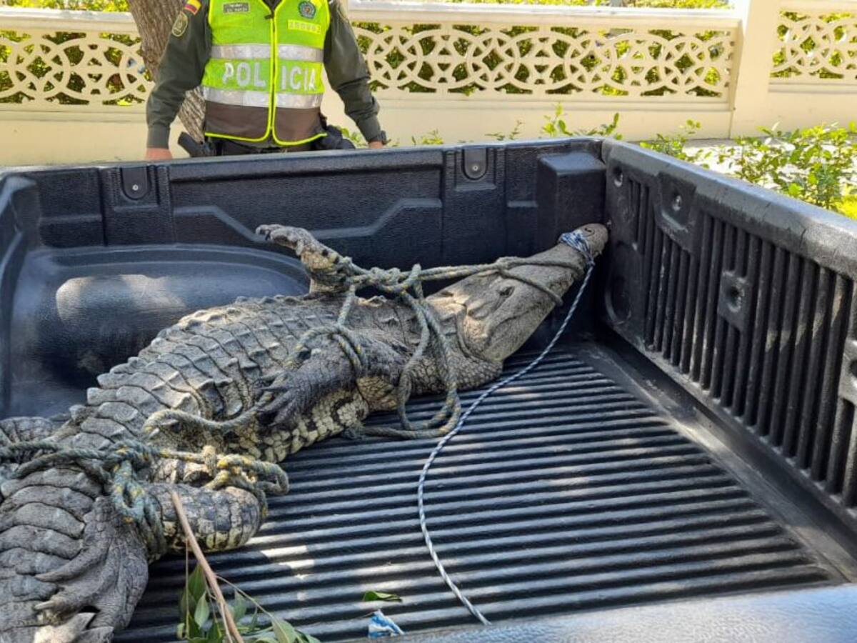Caimán aguja generó pánico en playas de Puerto Velero