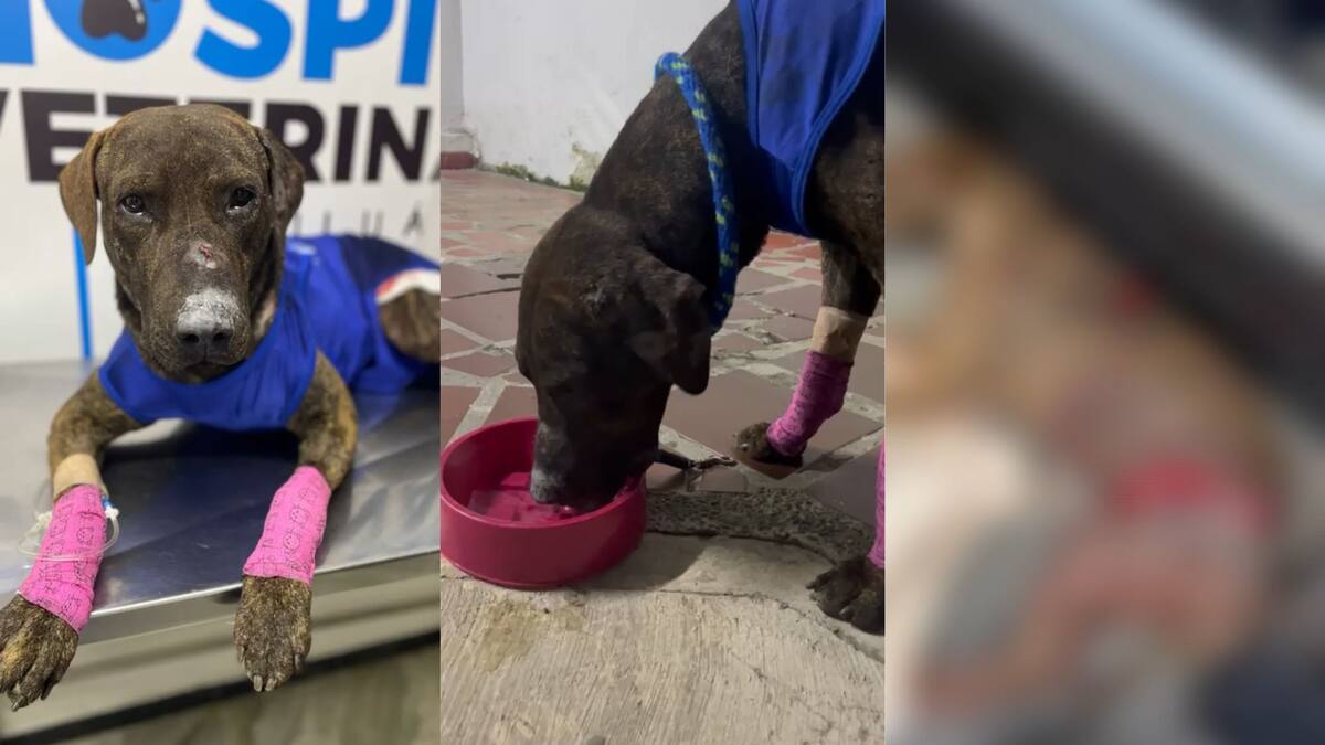 ¡Se recupera! El perro gravemente herido en la explosión de una ‘motobomba’ en Fenicia, Riofrío