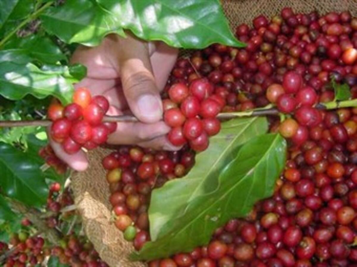 Producción de café en primer trimestre de 2013 registró fuerte repunte