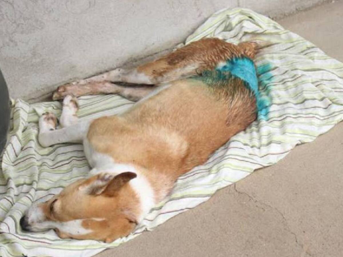 Judicializaron a un hombre que apuñaló a un perro en Copacabana