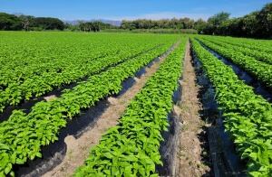 Cultivo de albahaca en el Tolima