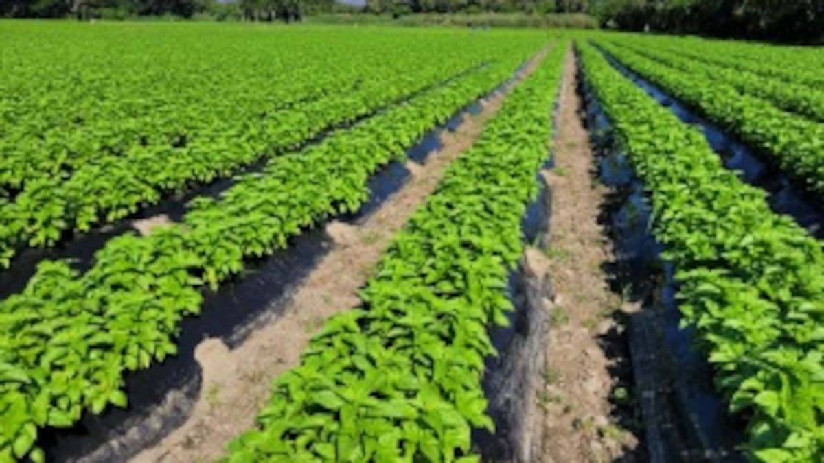 Cultivos de albahaca ganan terreno en el Tolima