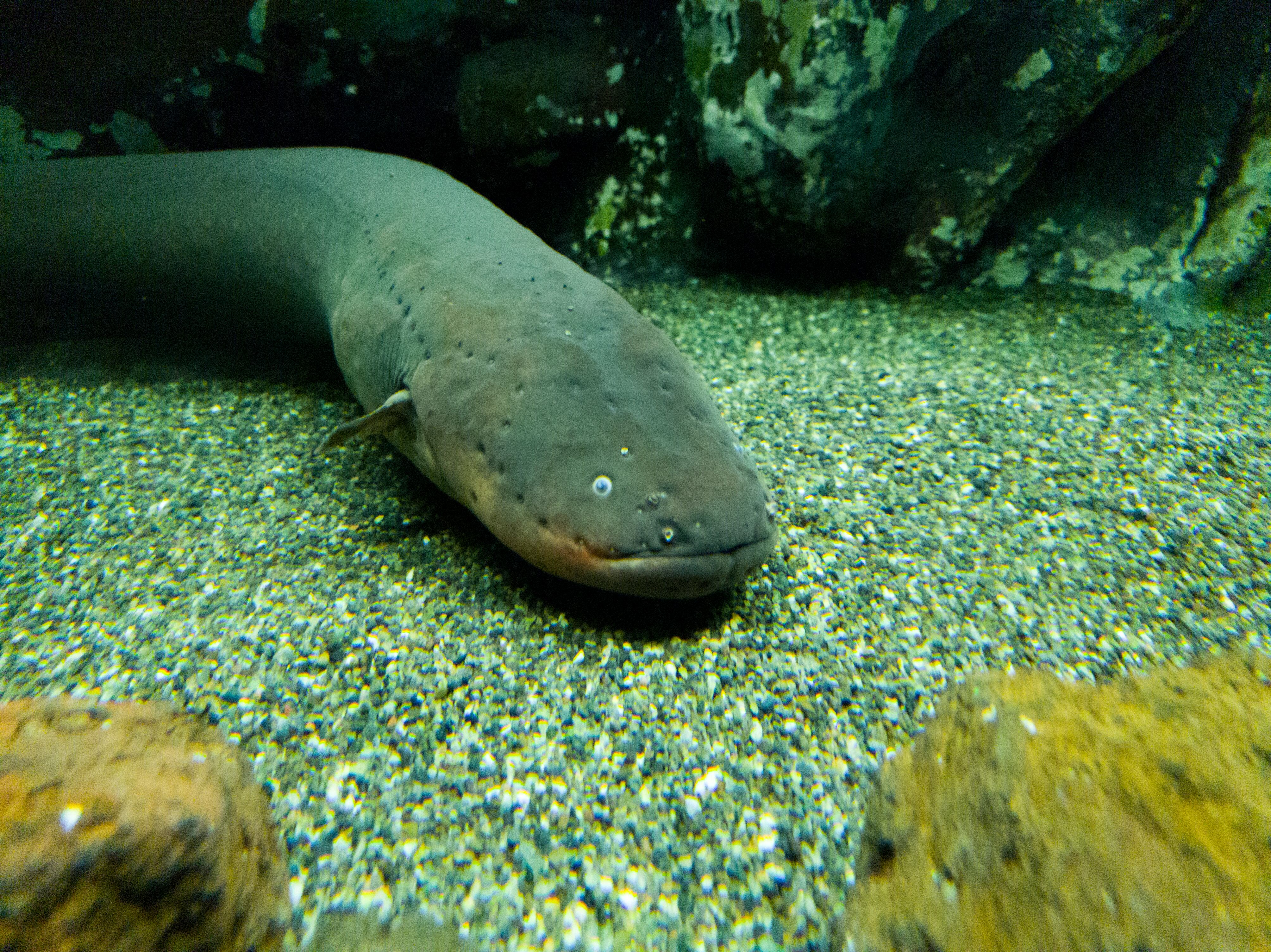 Anguila eléctrica. Foto: Getty Images.