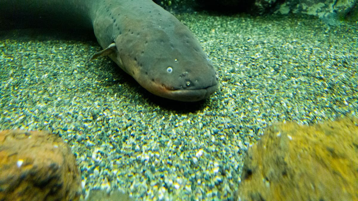 Científicos descubrieron lo que pueden transmitir las anguilas eléctricas con sus descargas