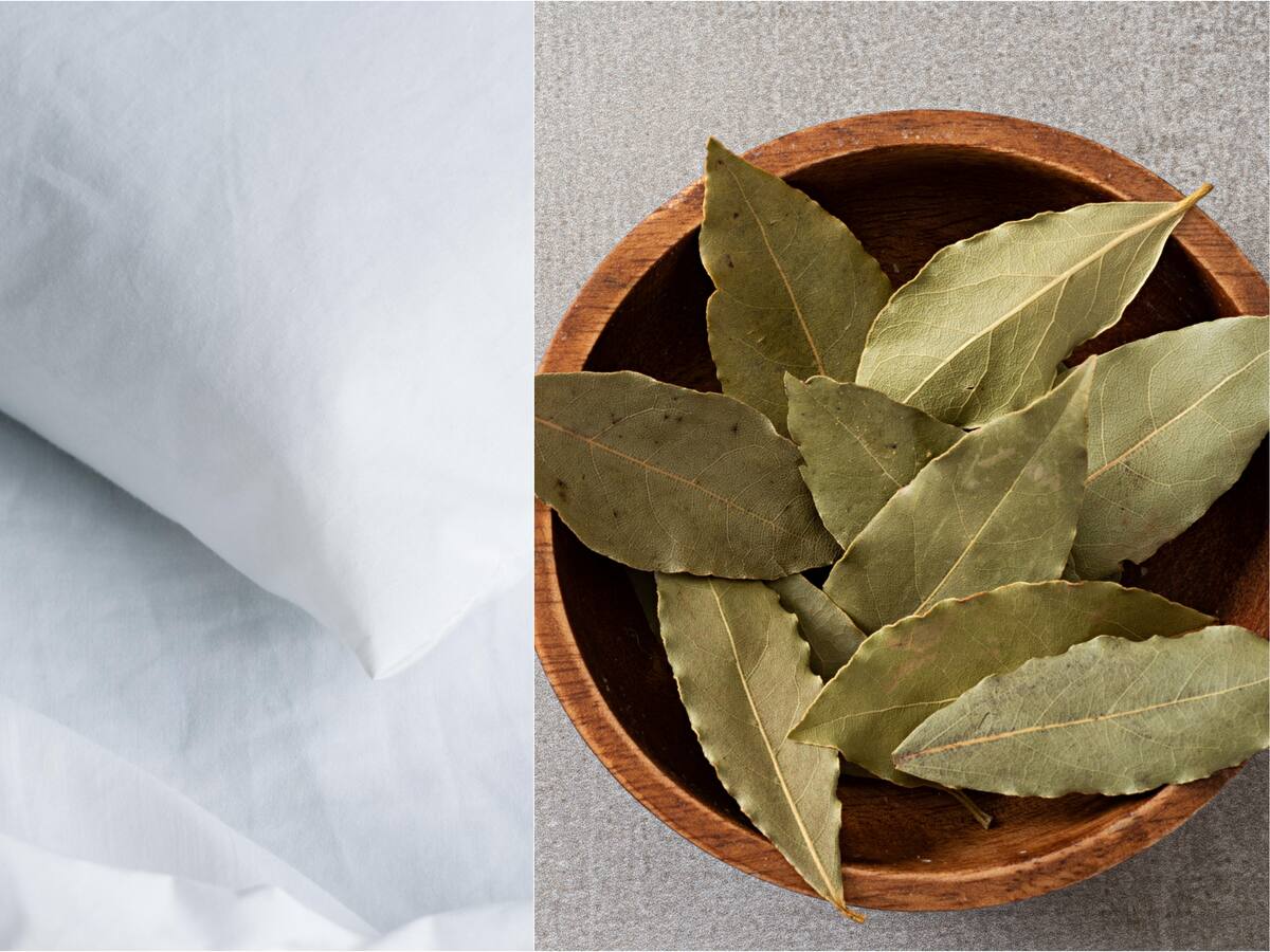 Ponga una hoja de laurel debajo de la almohada en navidad; le contamos la razón