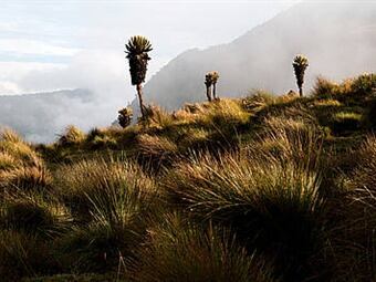 Páramo en la laguna del Otún. Foto: Agencia de Noticias UN
