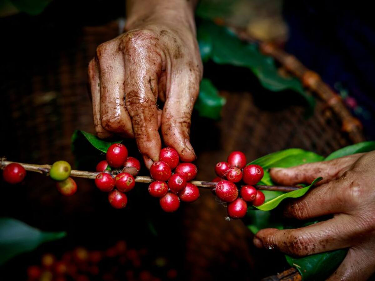 Precio del café podría seguir subiendo hasta 2,60 dólares por libra