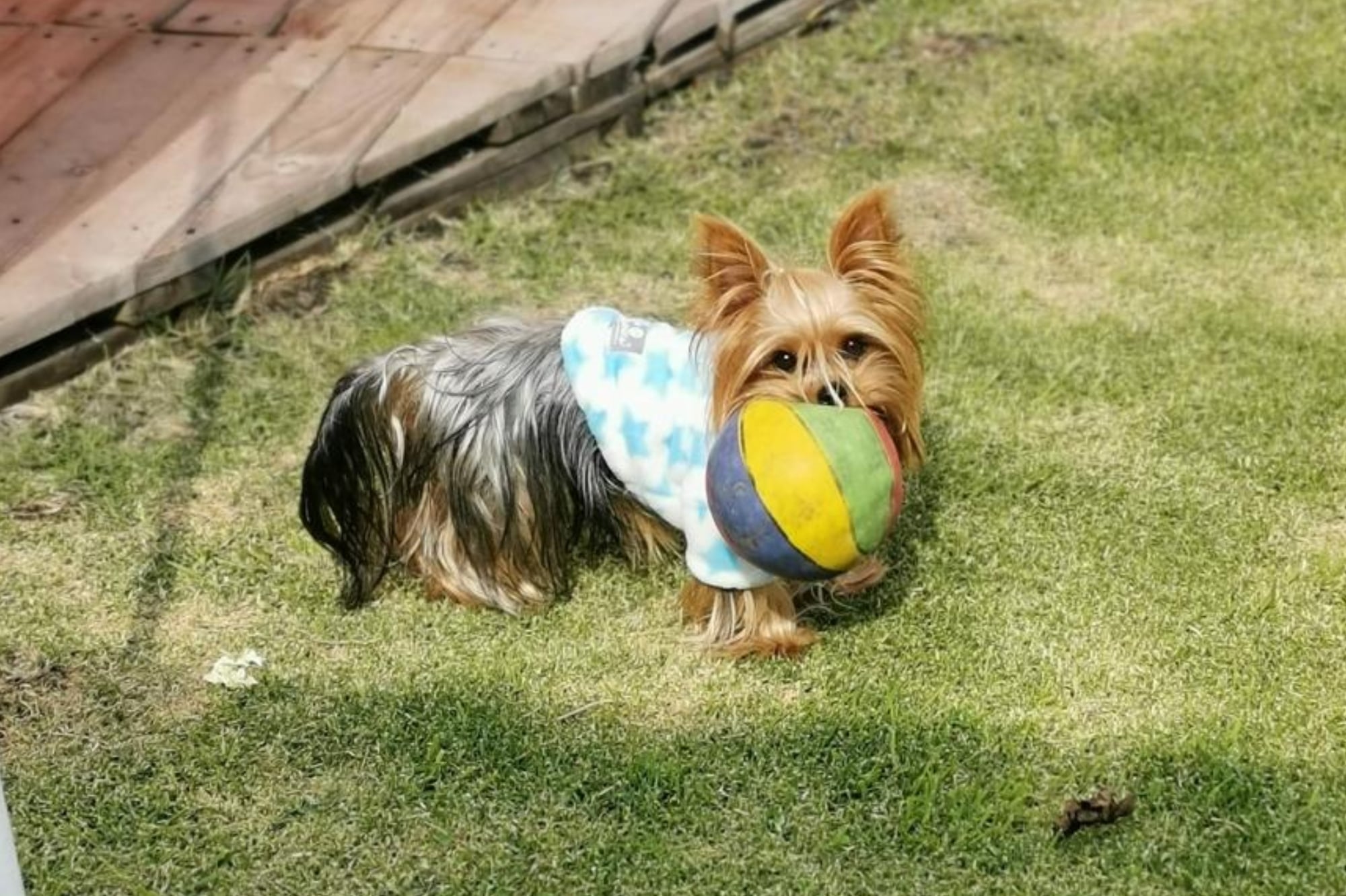 Perrita de raza Yorkie jugando con su pelota. Foto: suministrada.