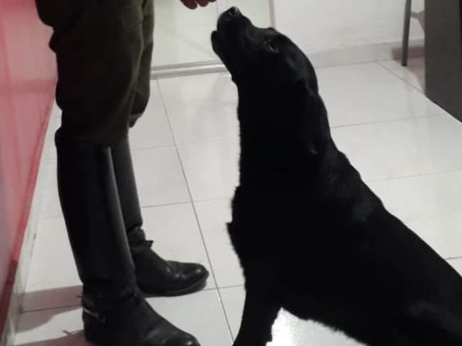 Por un cáncer, fallece canina antiexplosivos de la Policía de Bolívar