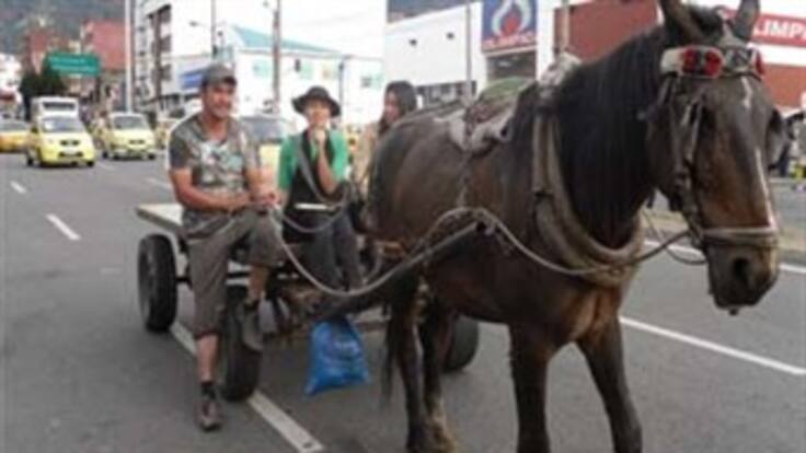 Distrito pide tener calma para sacar de circulación vehículos de tracción animal