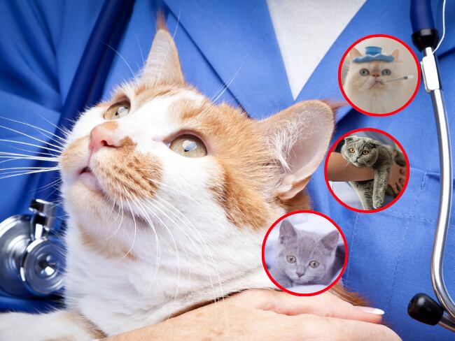 Gatos enfermos (Getty Images).