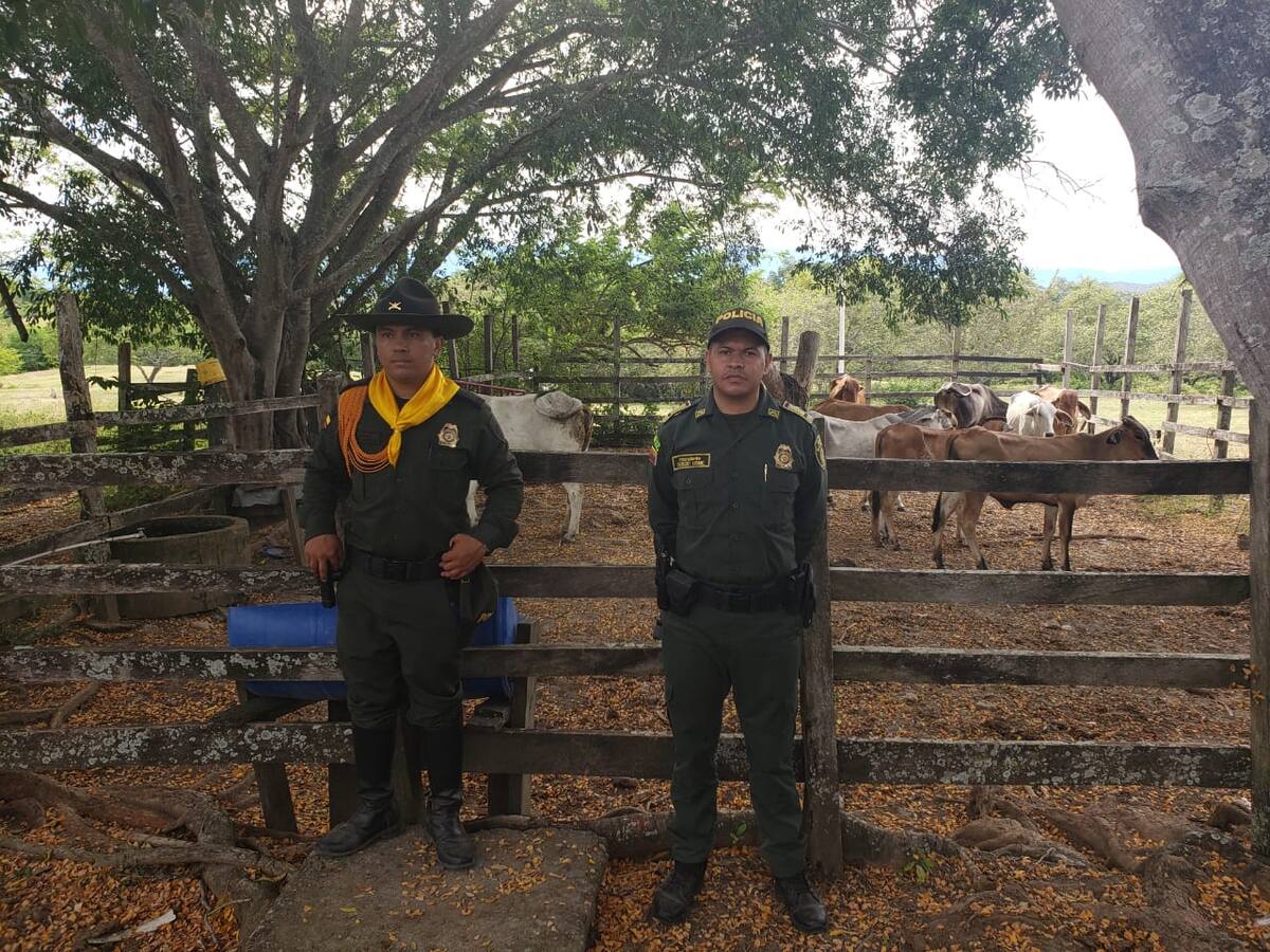 La policía recupera ganado hurtado en Coyaima, Tolima