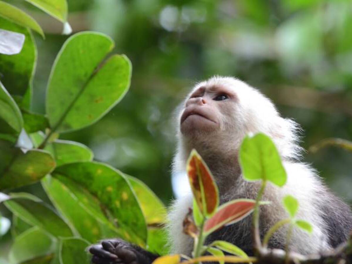 2.000 especies animales son afectadas por culpa de los cultivos ilícitos