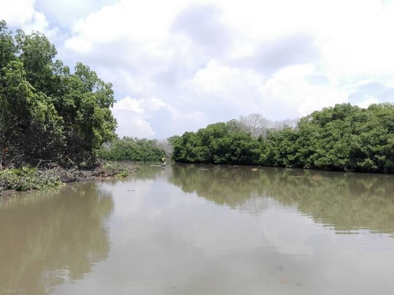 Caño Pajaral en la Ciénaga Grande de Santa Marta. Fotografía Corpamag