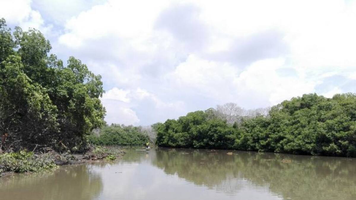 Corpamag sigue dragando los caños que surten la Ciénaga Grande de Santa Marta