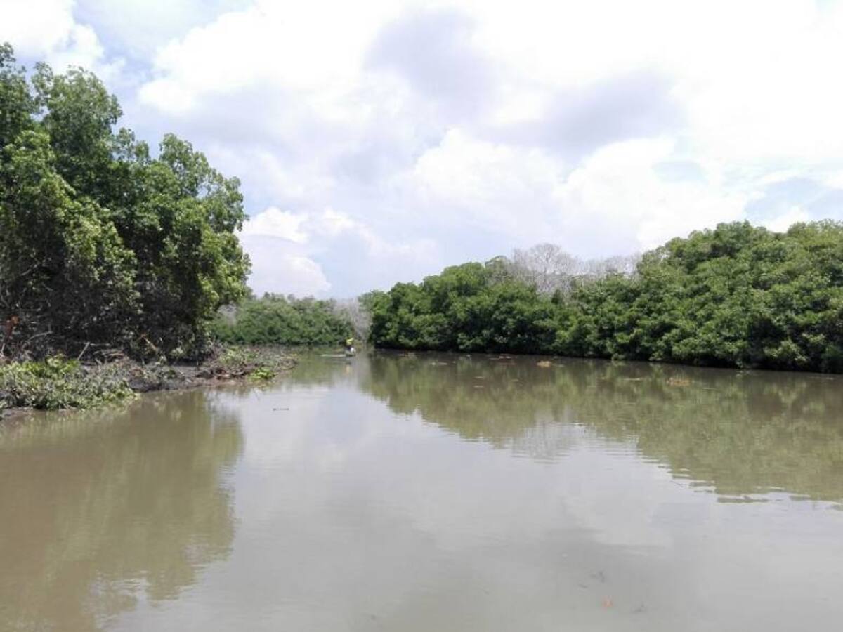 Corpamag sigue dragando los caños que surten la Ciénaga Grande de Santa Marta