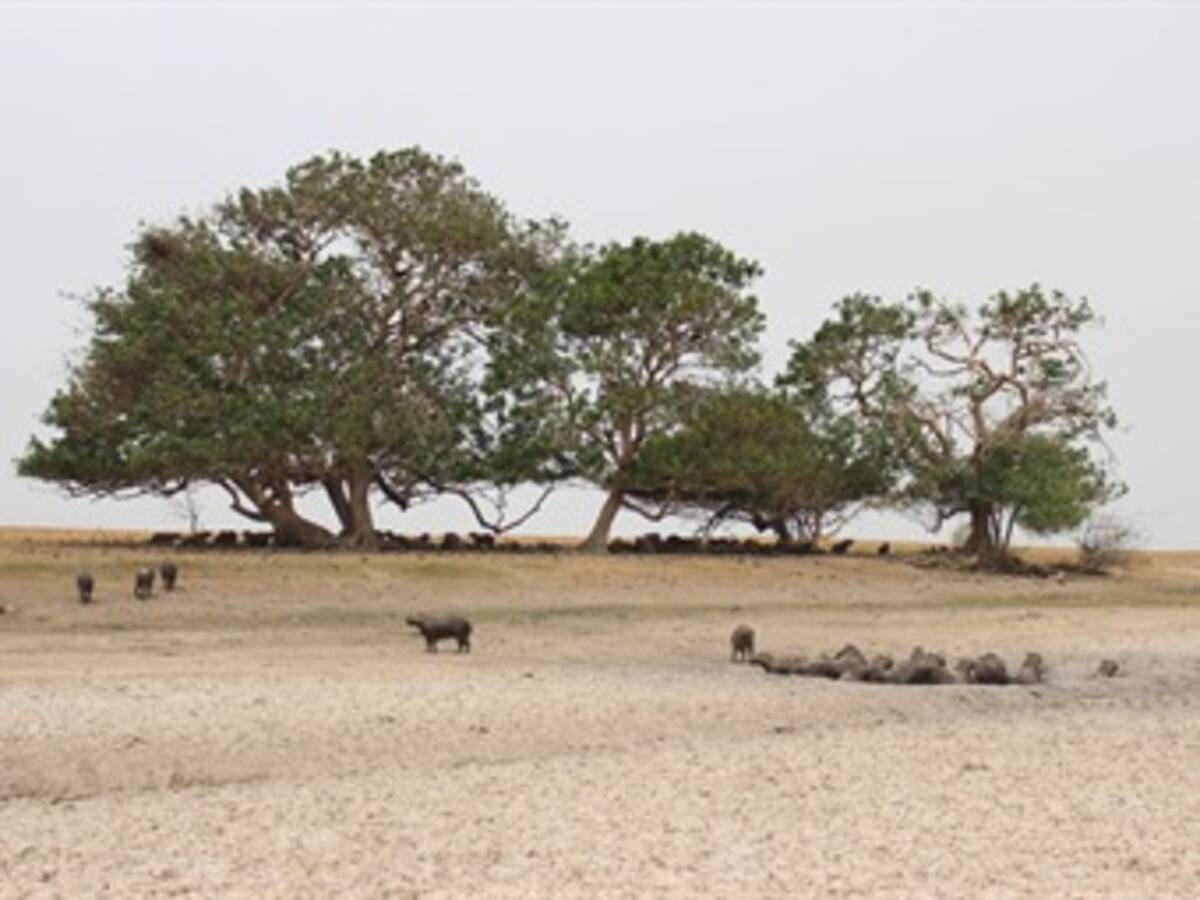 Mortandad de animales silvestres en Casanare provocada por intenso verano