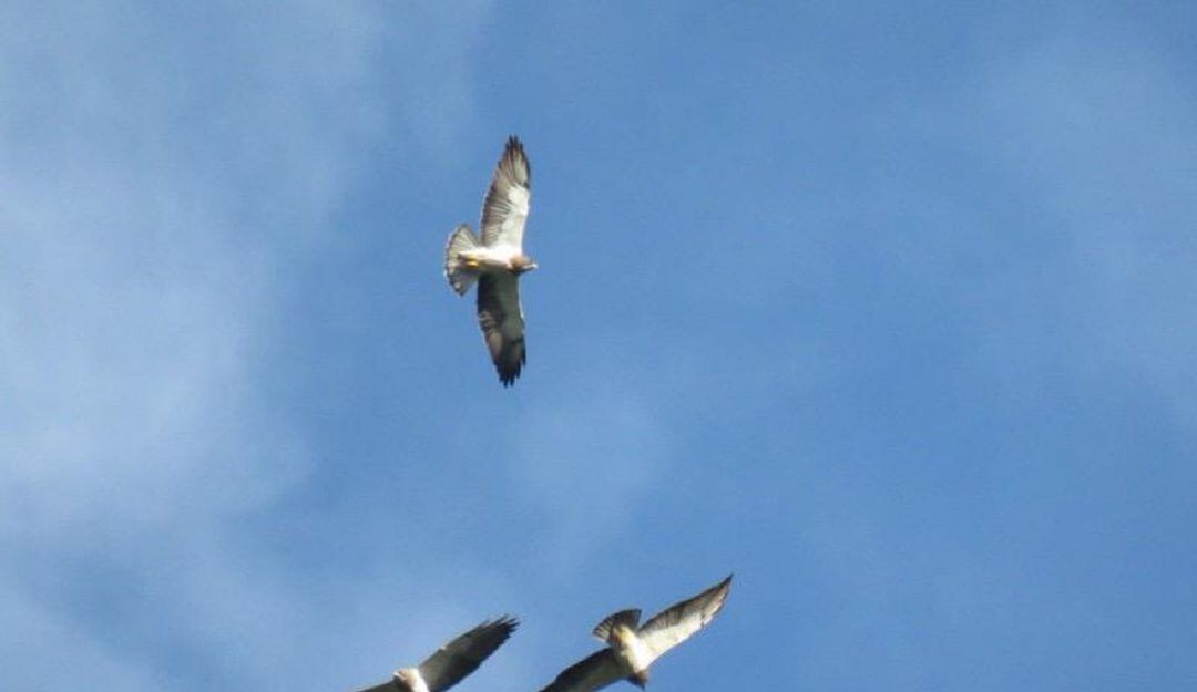 Suministrada Alcaldía de Ibagué 