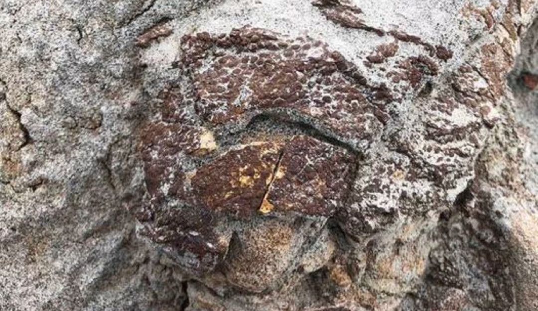 Descubren fósil en Canadá, con piel escamosa medianamente preservada