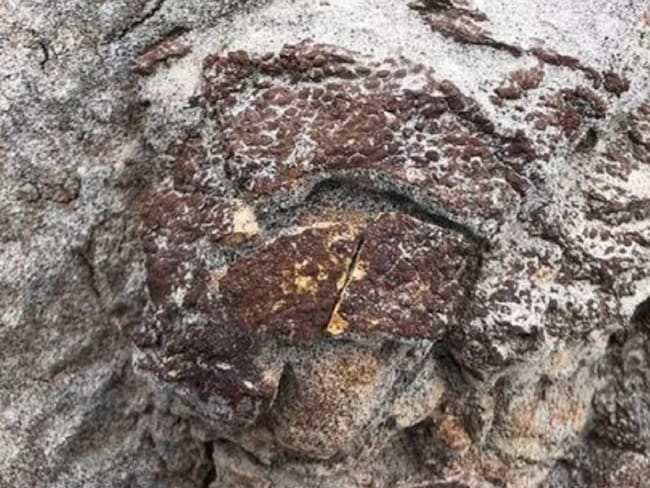 Descubren fósil en Canadá, con piel escamosa medianamente preservada