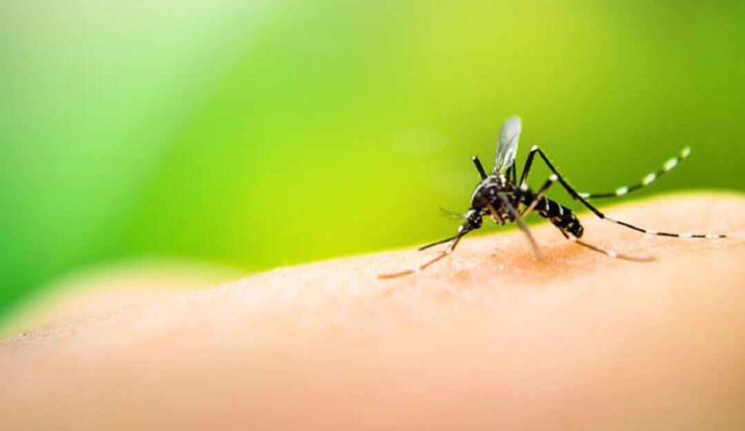 Mosquito transmisor.