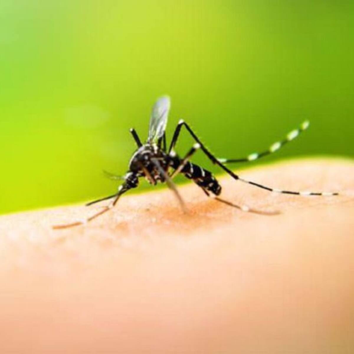 Los casos de dengue han disminuido en Risaralda durante este año
