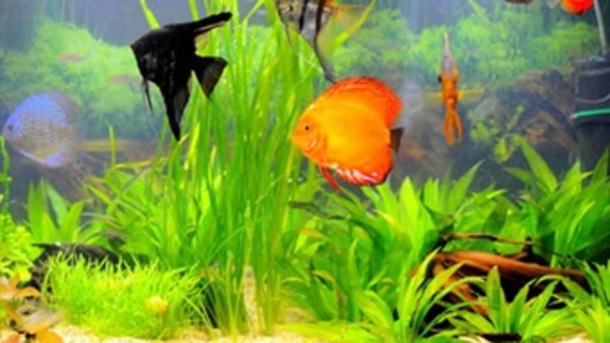 Peces ornamentales sufren de estrés e infecciones