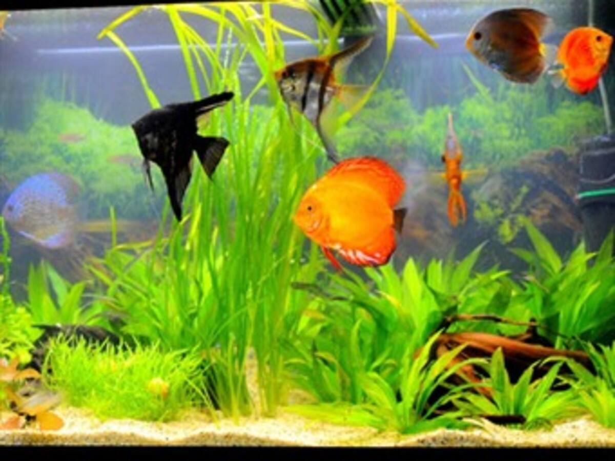 Peces ornamentales sufren de estrés e infecciones