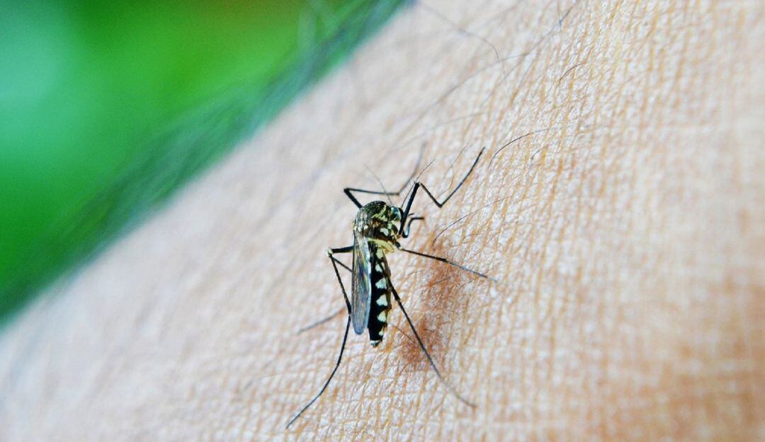 Reportan un caso de Malaria en Neiva