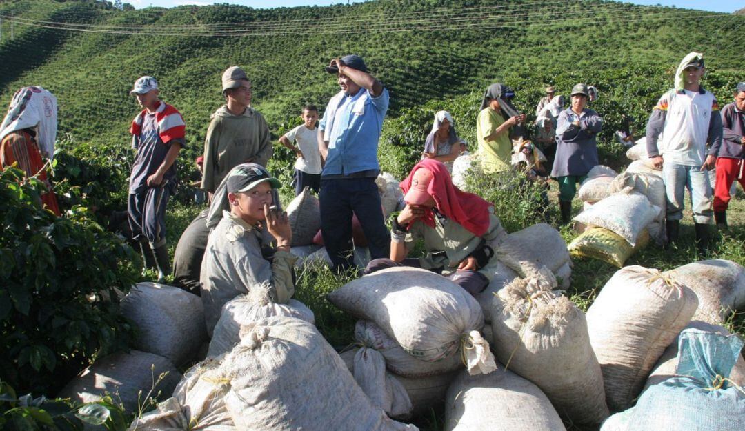 Cosecha cafetera en Risaralda