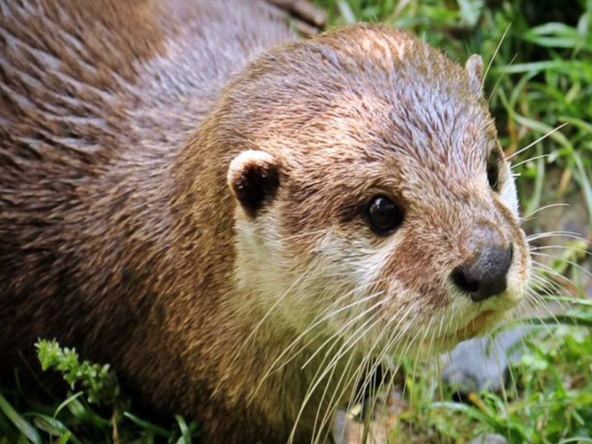 Ejemplo de coexistencia con las nutrias