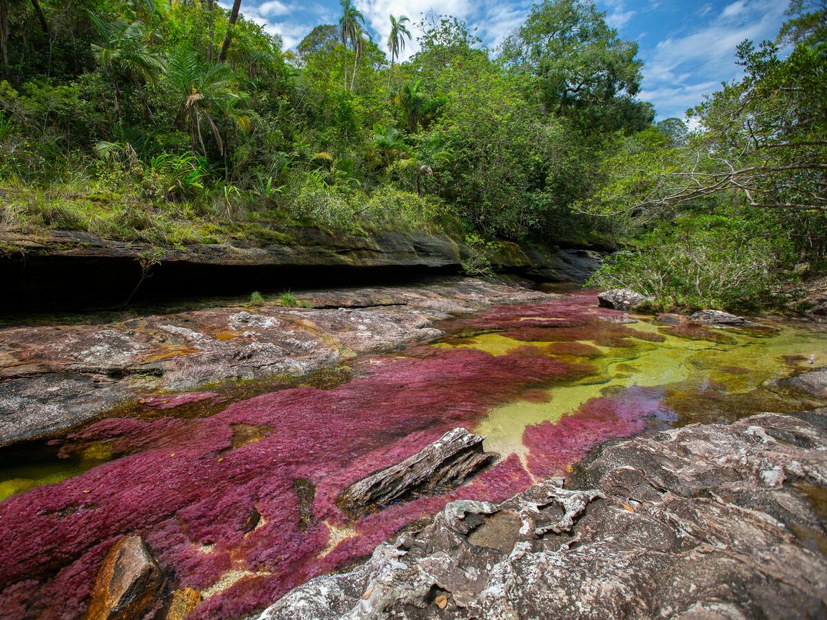 Caño Cristales es nuestro destino internacional con 12 mil turistas al año: Luis C. Londoño