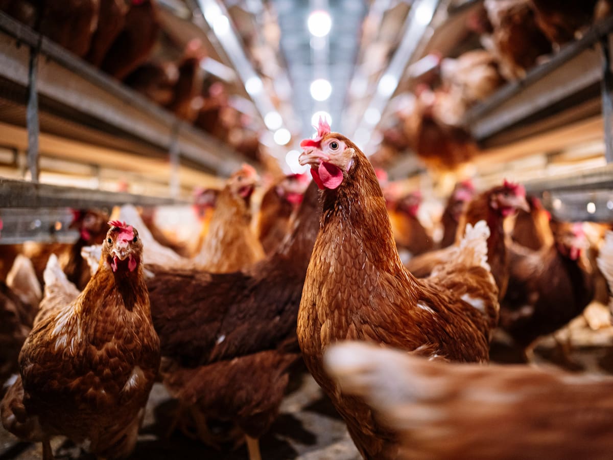Investigadores dicen haber utilizado IA para traducir los cacareos de las gallinas