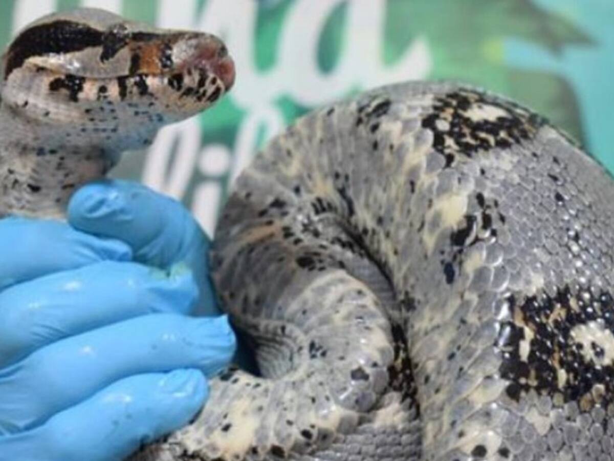 En lo corrido del año se han recuperado 12 boas constrictor en el Quindío