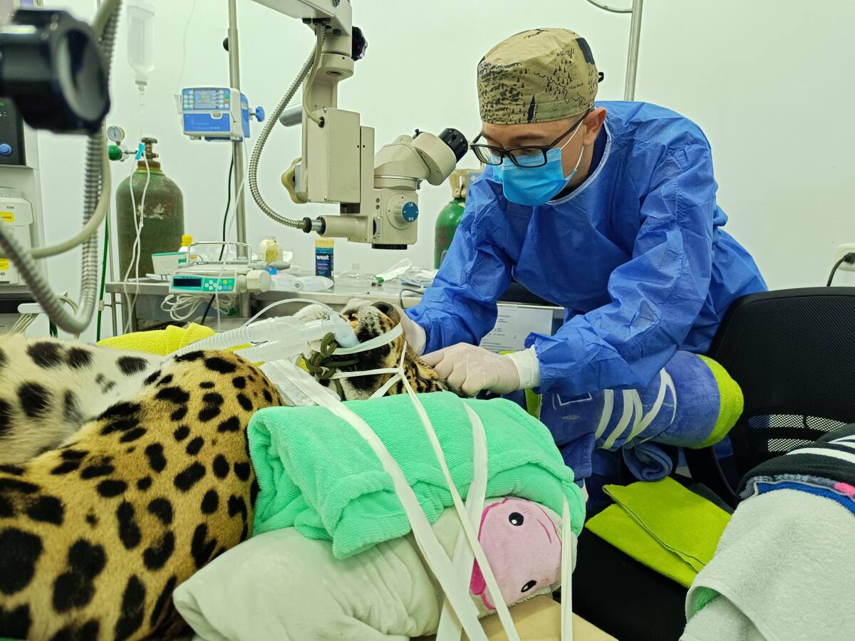 Kiara, primer jaguar en Colombia operada exitosamente de cataratas