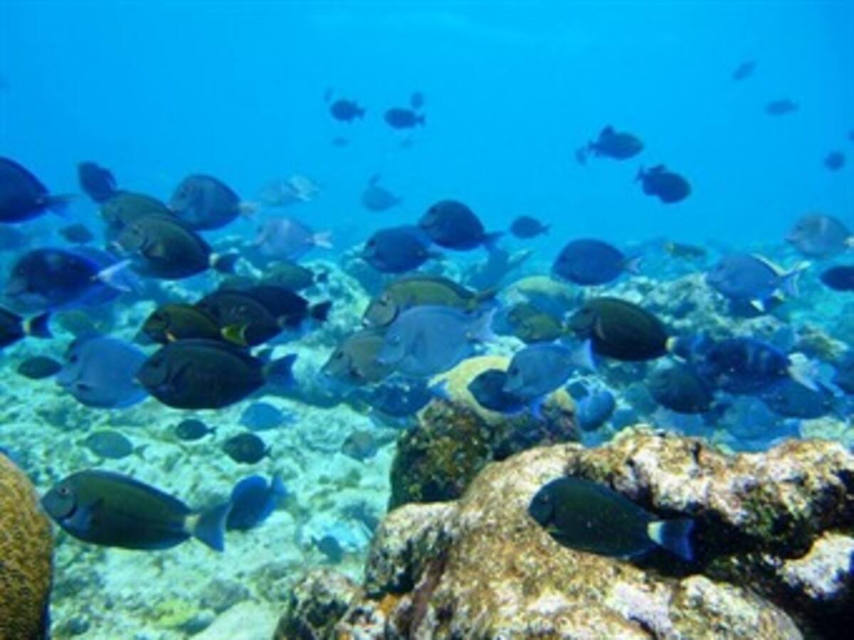 Nicaragua pedirá a Unesco que le confirme como suya parte de reserva en el Caribe
