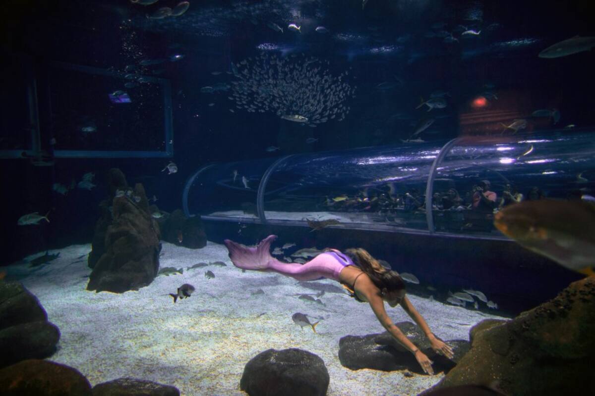 Isabela nada en los tanques del Acuario de Rio de Janeiro desde 2017.