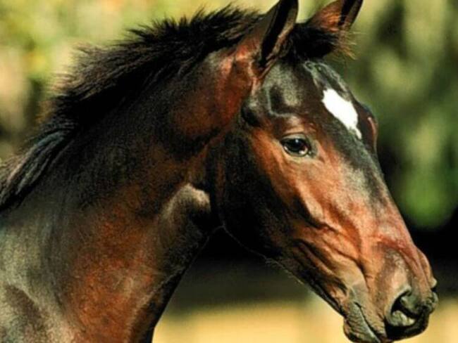 Conozca en en “El Palabrario” los misterios de la palabra 'mamporrero'