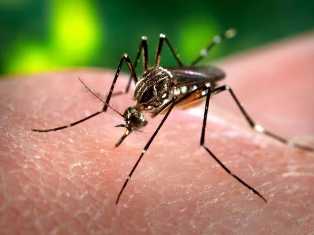 En Pereira ya son más de dos mil casos confirmados de dengue