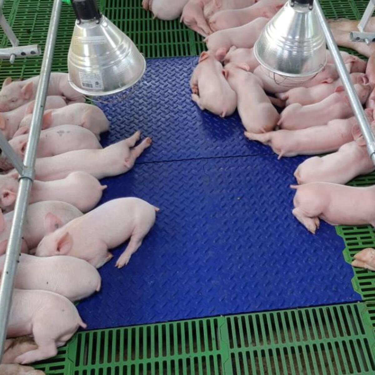Cuidando nuestros cerdos, concurso por el bienestar animal