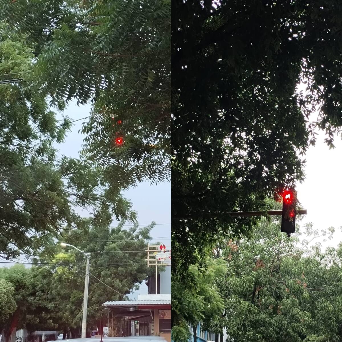 Secretaría de tránsito adelanta poda de árboles que tapan la visibilidad de semáforos en Cúcuta