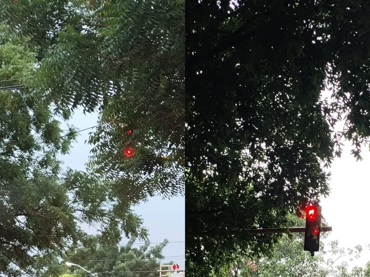 Secretaría de tránsito adelanta poda de árboles que tapan la visibilidad de semáforos en Cúcuta