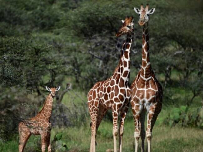 La jirafa y la amenaza de &quot;extinción silenciosa&quot; en África