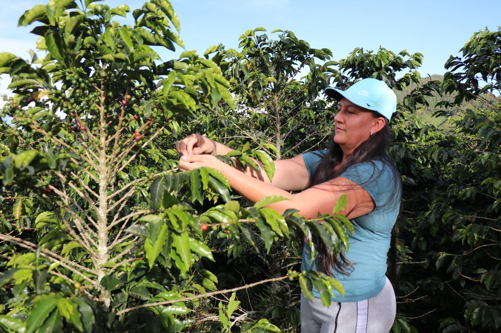 Recolección de café. Foto: Gobernación de Antioquia.