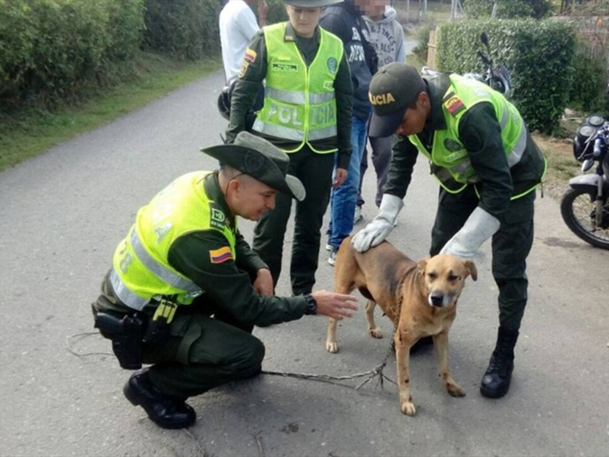 Quedó en libertad hombre que arrastraba a una perra en una motocicleta en Popayán