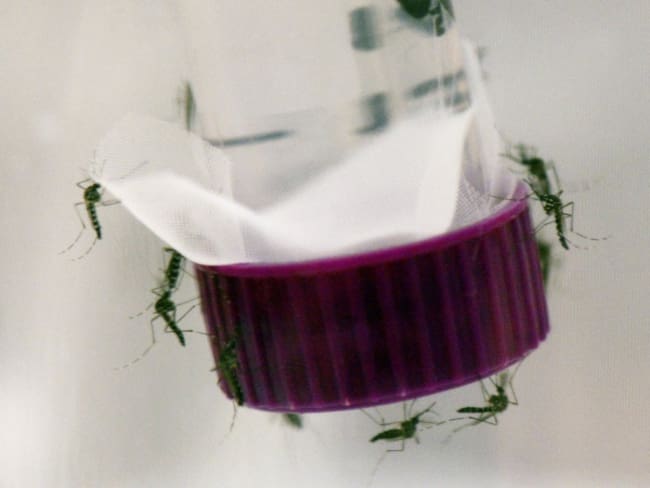 Investigadores vinculan al Zika con microcefalia en bebes