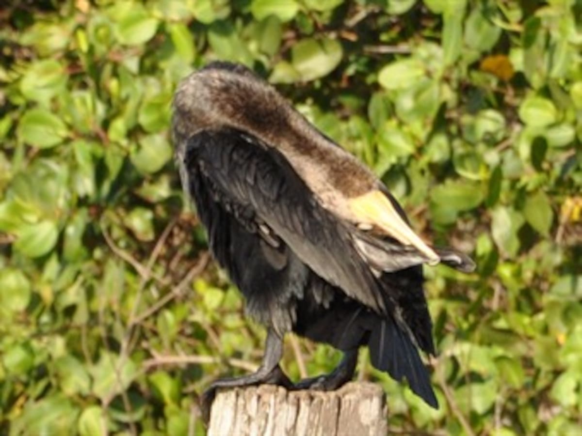 La ciudad acelera el reloj biológico de las aves