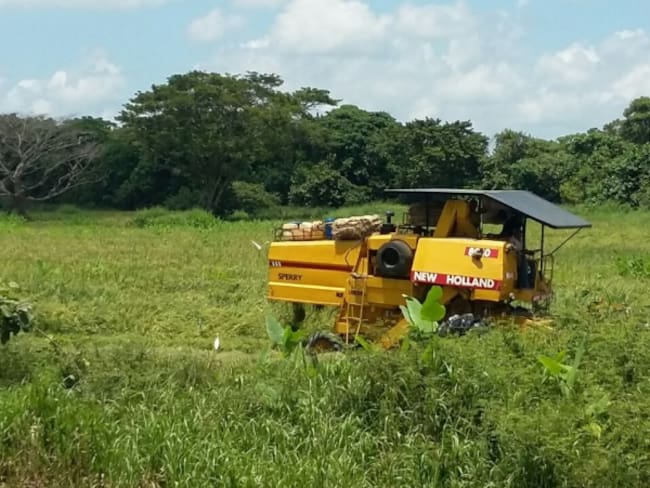 Más de 2.000 hectáreas de arroz se pierden en la Mojana por falta de maquinaria